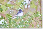 DarkeyedJunco_Backyard_2025Jan_R5C02578