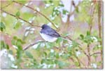 DarkeyedJunco_Backyard_2025Jan_R5C02584