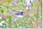 DarkeyedJunco_Backyard_2025Jan_R5C02585