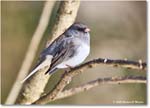 DarkeyedJunco_Backyard_2025Jan_R5C02627