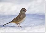 DarkeyedJunco_Backyard_2025Jan_R5C02629