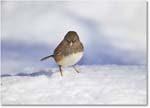 DarkeyedJunco_Backyard_2025Jan_R5C02631