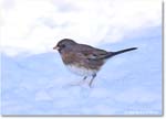 DarkeyedJunco_Backyard_2025Jan_R5C02648