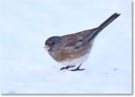 DarkeyedJunco_Backyard_2025Jan_R5C02650