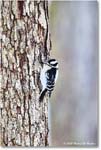 DownyWoodpecker_Backyard_2025Jan_R5C02611