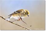 Goldfinch_Backyard_2025Jan_R5C02666