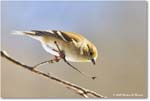 Goldfinch_Backyard_2025Jan_R5C02668