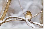 HermitThrush_Backyard_2025Feb_R5C02698 copy