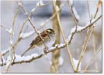 WhitethroatedSparrow_Backyard_2025Feb_R5C02687 copy