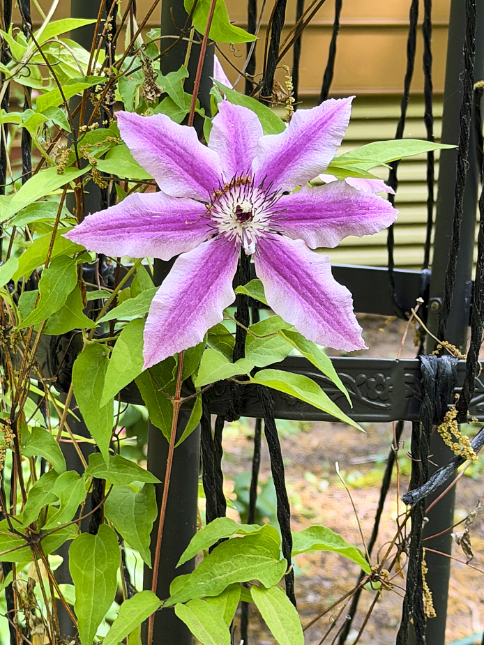 Clematis_FlowerGarden_2026Apr_IMG_2467