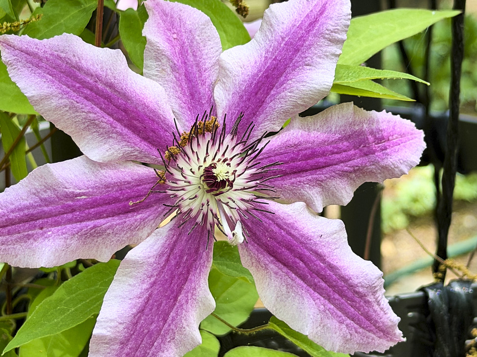 Clematis_FlowerGarden_2026Apr_IMG_2468
