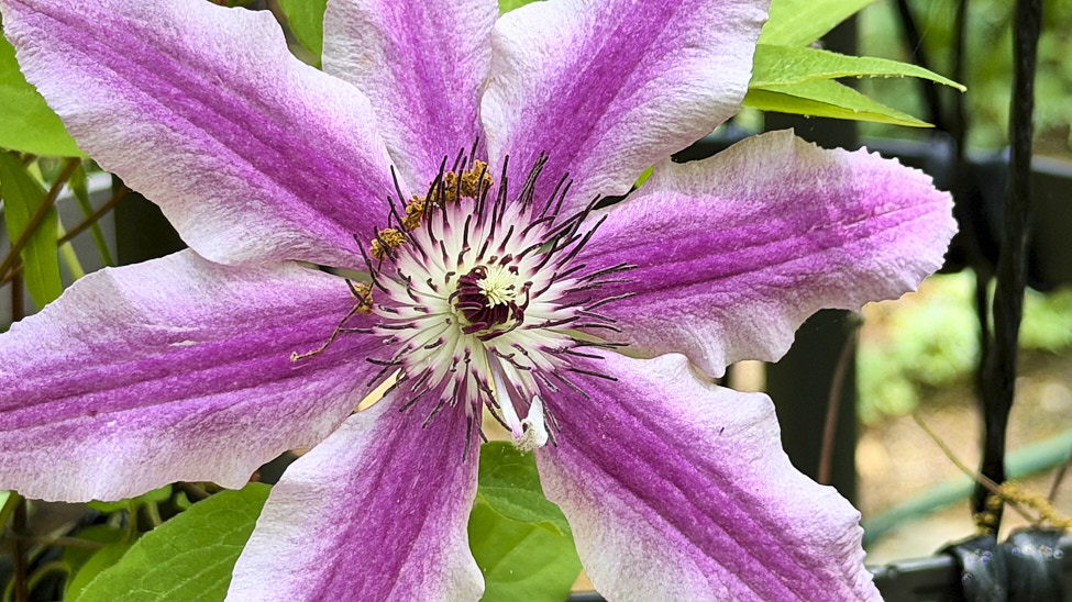 Clematis_FlowerGarden_2026Apr_IMG_E2468