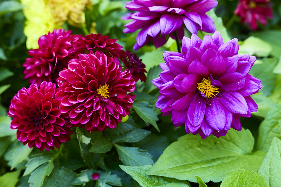 Dahlia_FlowerGarden_2026May_R5C06534