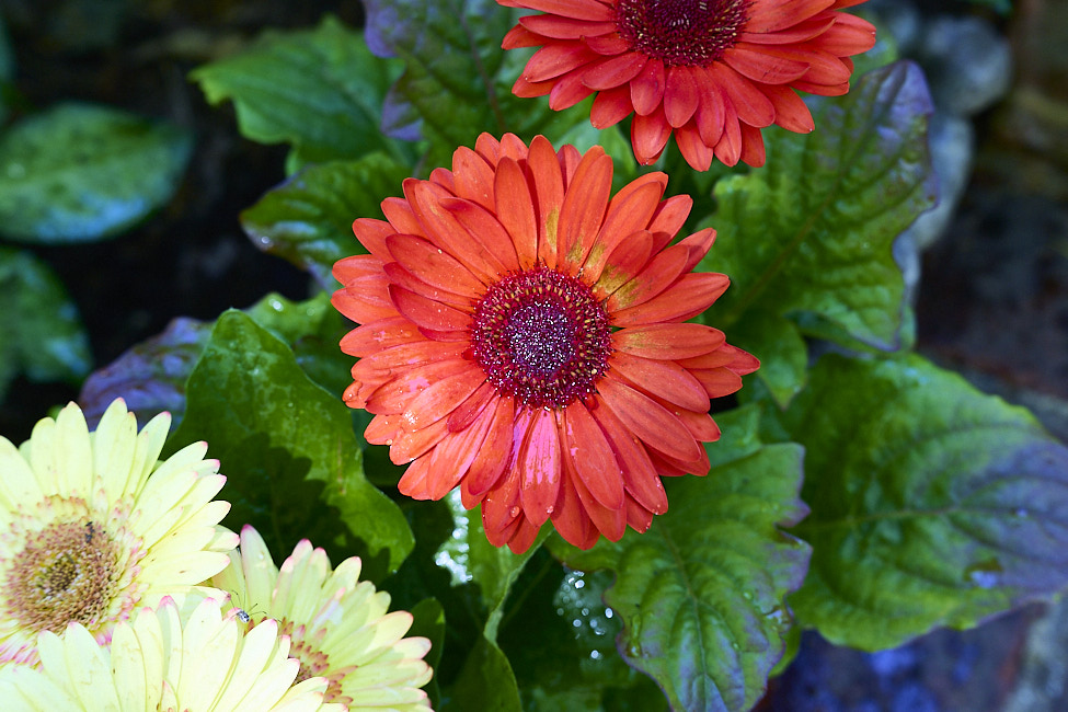 GeberaDaisy_FlowerGarden_2026May_R5C06532