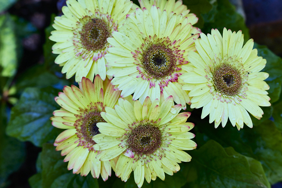 GeberaDaisy_FlowerGarden_2026May_R5C06533