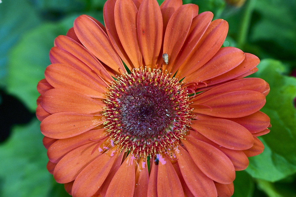 GeberaDaisy_FlowerGarden_2026May_R5C06536