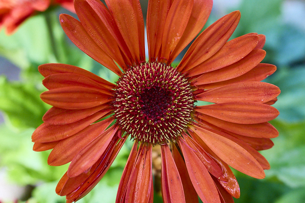 GeberaDaisy_FlowerGarden_2026May_R5C06540
