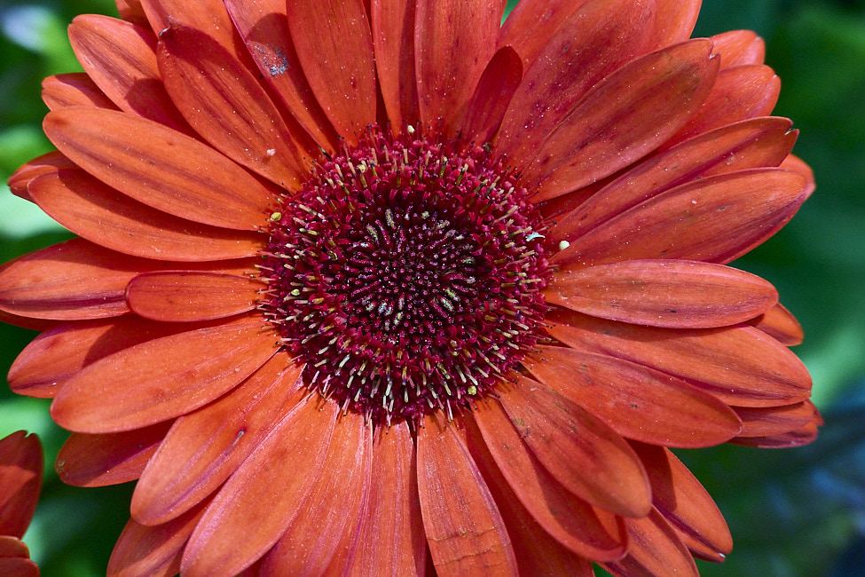 GeberaDaisy_FlowerGarden_2026May_R5C06543
