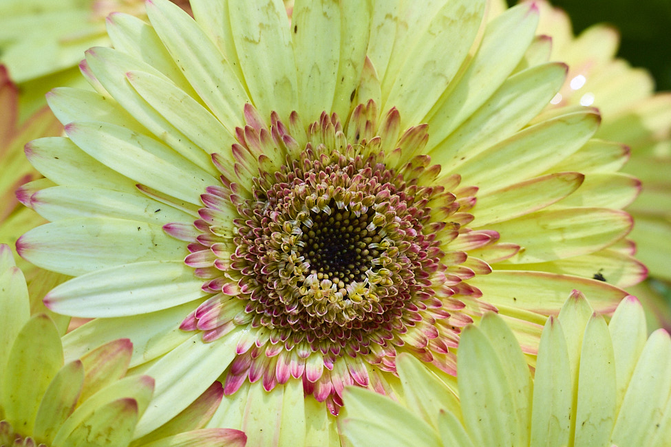GeberaDaisy_FlowerGarden_2026May_R5C06545