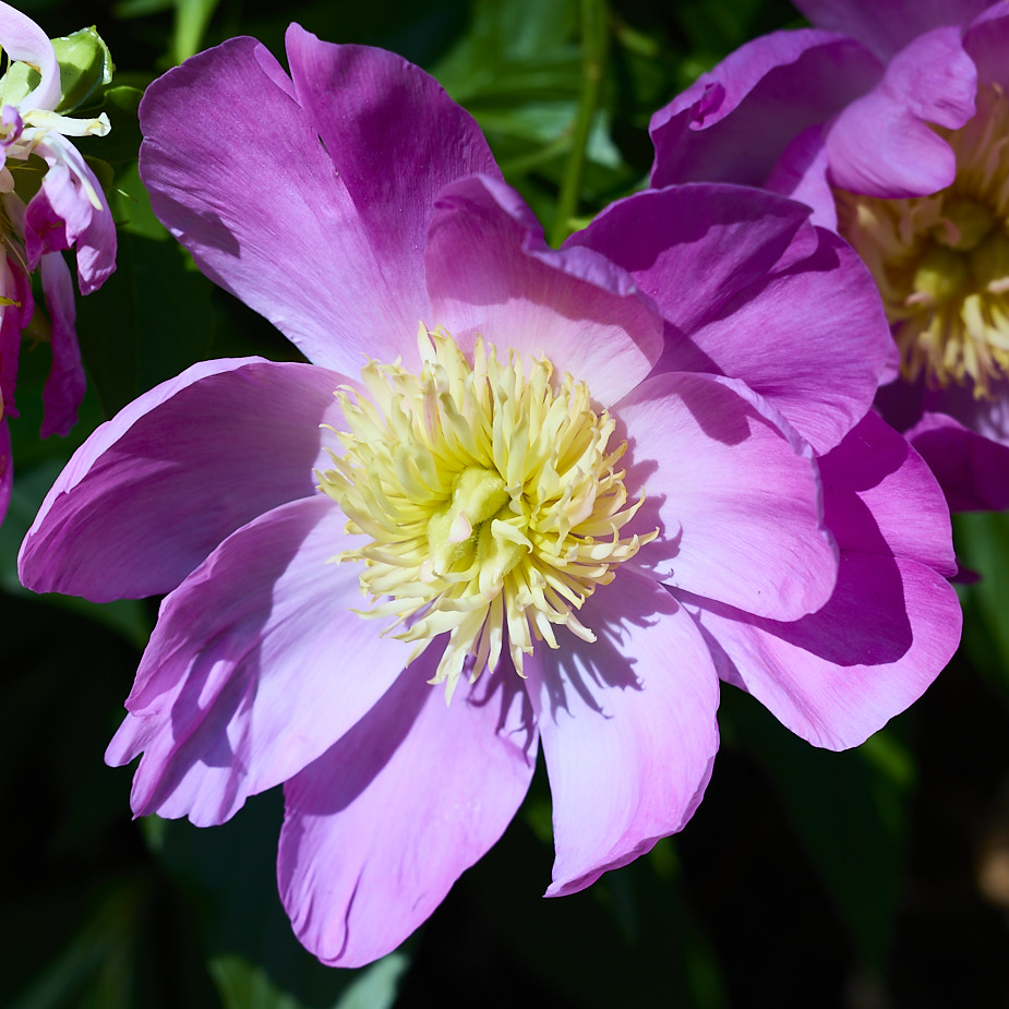 LentenRose_FlowerGarden_2026May_R5C06535