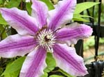 Clematis_FlowerGarden_2026Apr_IMG_2468