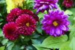Dahlia_FlowerGarden_2026May_R5C06534