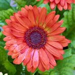 GeberaDaisy_FlowerGarden_2026May_R5C06531