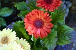 GeberaDaisy_FlowerGarden_2026May_R5C06532