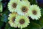 GeberaDaisy_FlowerGarden_2026May_R5C06533