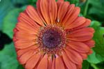 GeberaDaisy_FlowerGarden_2026May_R5C06536