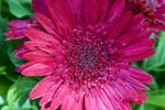 GeberaDaisy_FlowerGarden_2026May_R5C06537