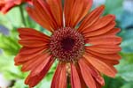 GeberaDaisy_FlowerGarden_2026May_R5C06540