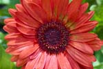 GeberaDaisy_FlowerGarden_2026May_R5C06541