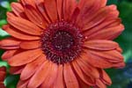 GeberaDaisy_FlowerGarden_2026May_R5C06543