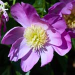 LentenRose_FlowerGarden_2026May_R5C06535