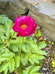 Peony_FlowerGarden_2026Apr_IMG_2459