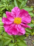 Peony_FlowerGarden_2026Apr_Peony_FlowerGarden_2026Apr_IMG_2466
