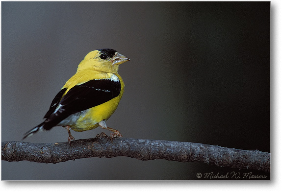 Goldfinch Male 15H P2 01-08