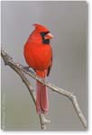 Cardinal-Male-E0K1418