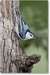Nuthatch_Virginia_2010May_D4A0581