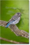 BluebirdBaby-Virginia-2012May_D4B0530 copy