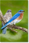 BluebirdPair-Virginia-2012May_D4B0525 copy