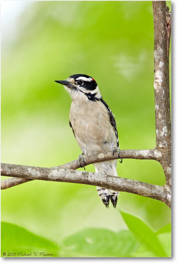 WoodpeckerDowny-Virginia-2013Mar_D5A0683
