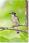 WoodpeckerDowny-Virginia-2013Mar_D5A0683