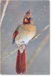 CardinalFemale-Virginia-2014Mar_D5A1347