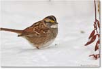 SparrowWhiteThroated-Virginia-2014Mar_D5A1404