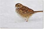 SparrowWhiteThroated-Virginia-2014Mar_D5A1462