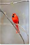 CardinalMale-Virginia-2014Spring-1DXA0219