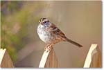 SparrowWhiteThroated-Virginia-2014Spring-1DXA0149