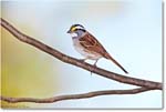 SparrowWhiteThroated-Virginia-2014Spring-1DXA0308